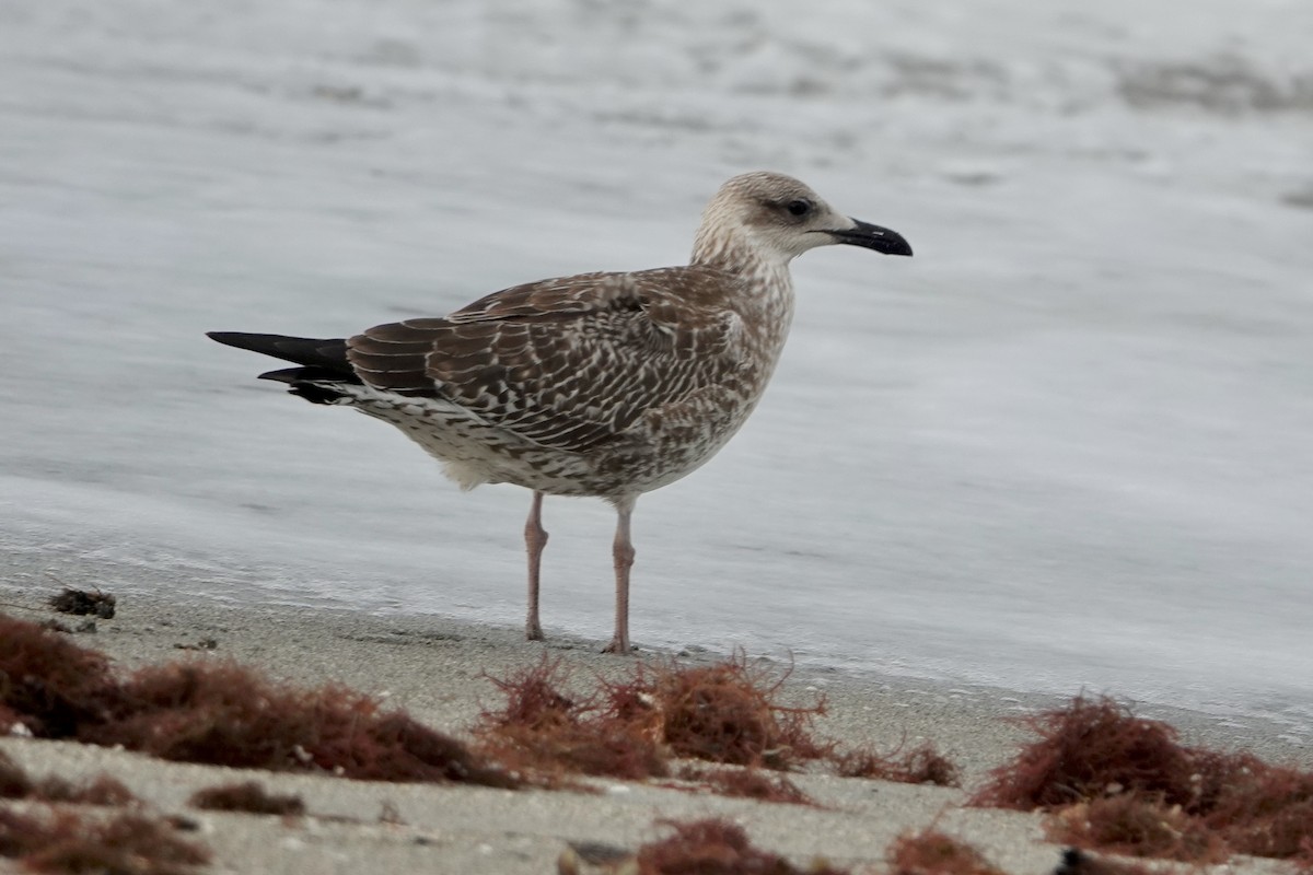 Gaviota Sombría - ML646298928