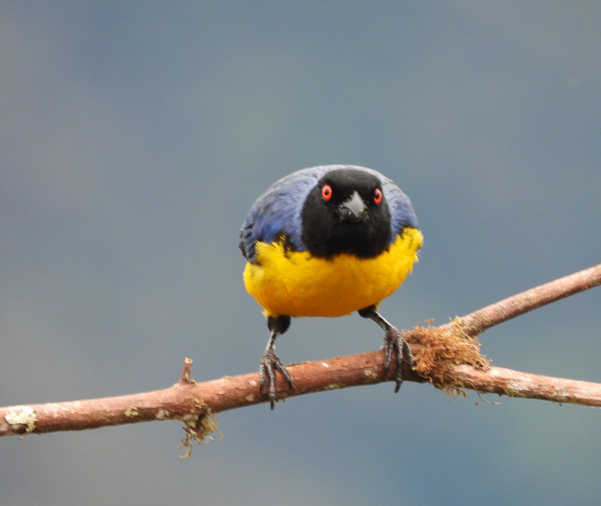 Tangara Montana - ML646298929