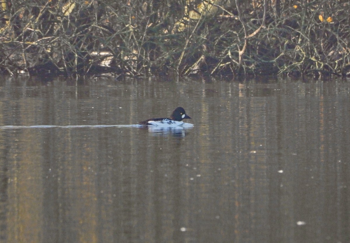 Porrón Osculado - ML646298930