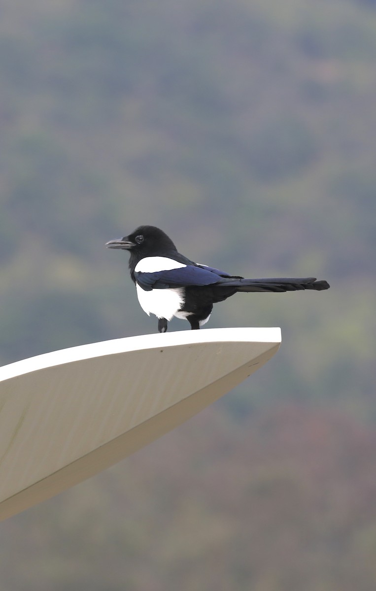 Urraca Oriental - ML646298931