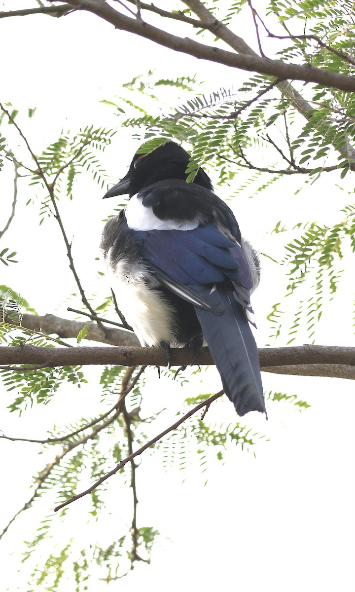 Urraca Oriental - ML646298932