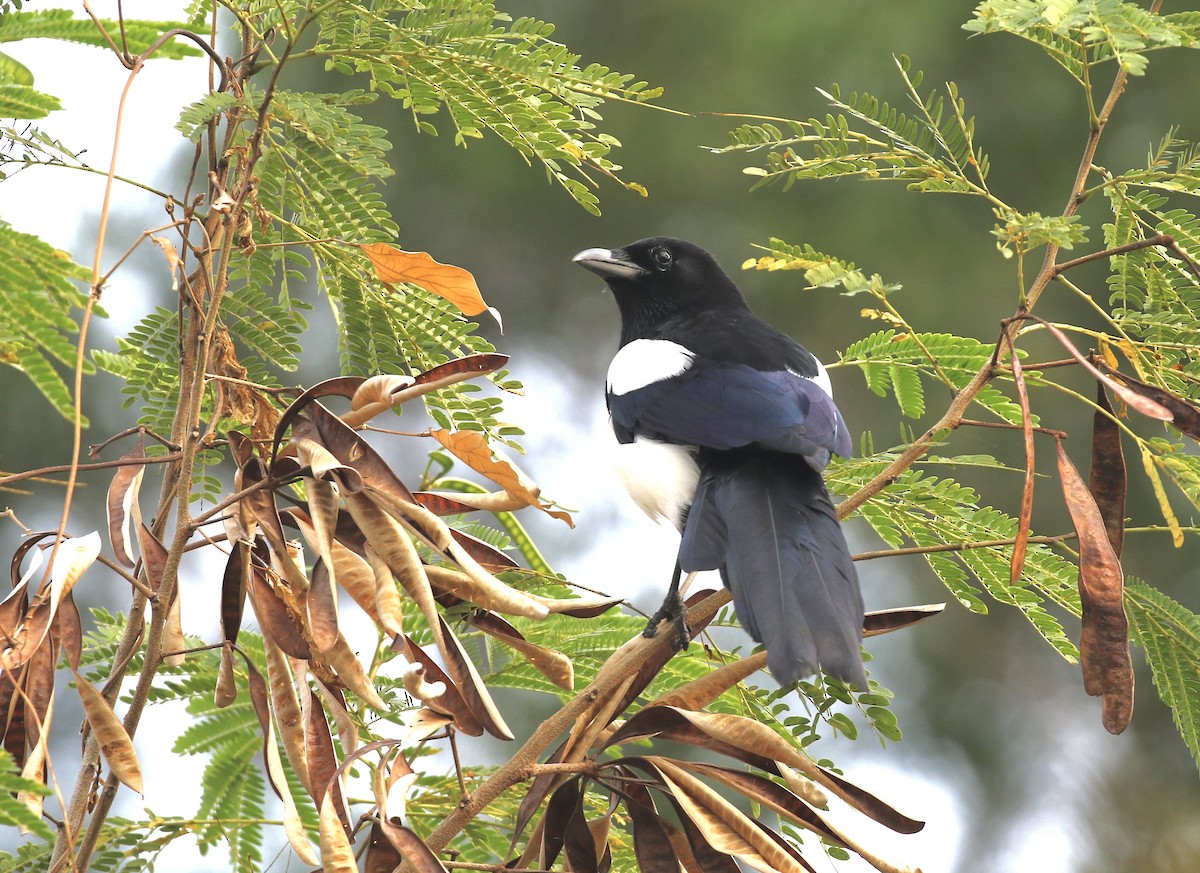 Urraca Oriental - ML646298933