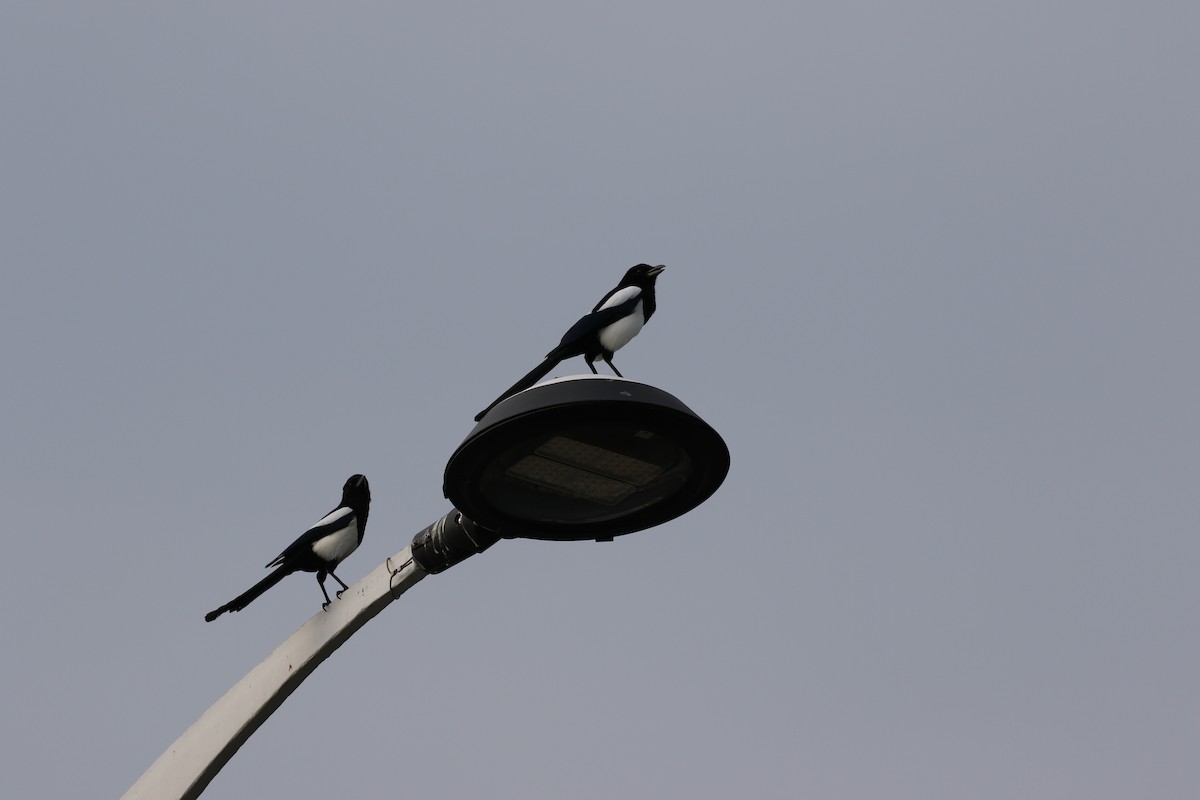 Urraca Oriental - ML646298934