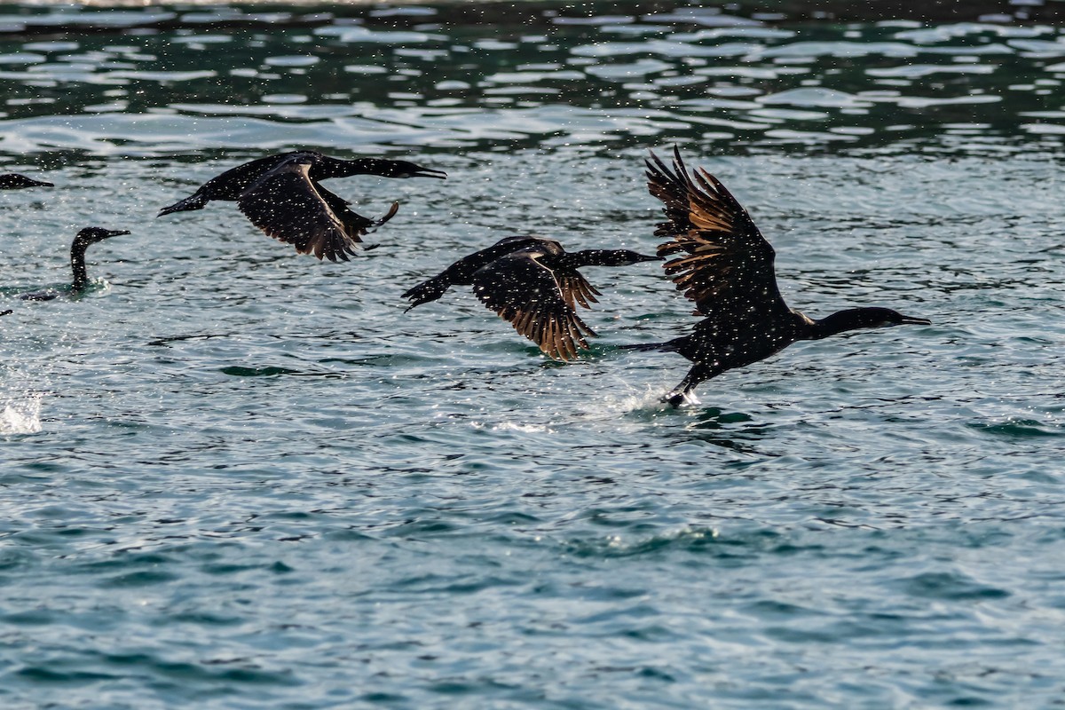 Cormorán Sargento - ML646298936