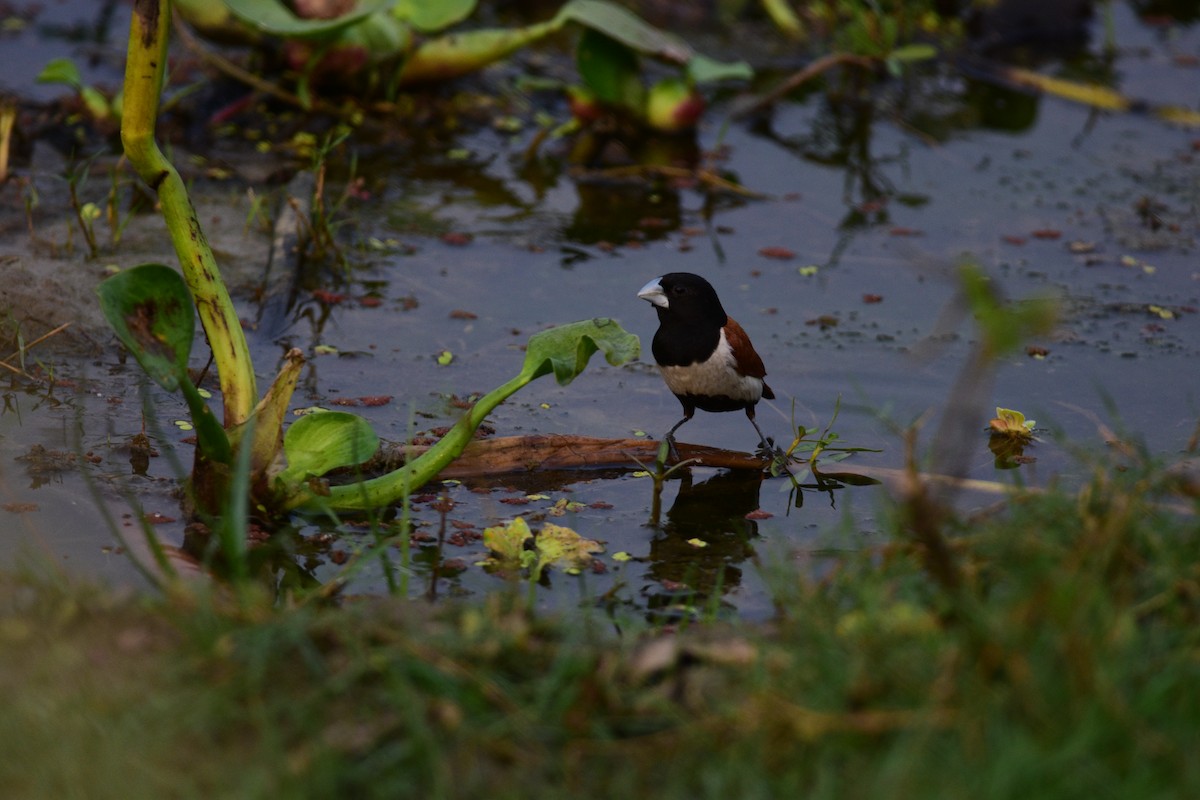 Capuchino Tricolor - ML646298937