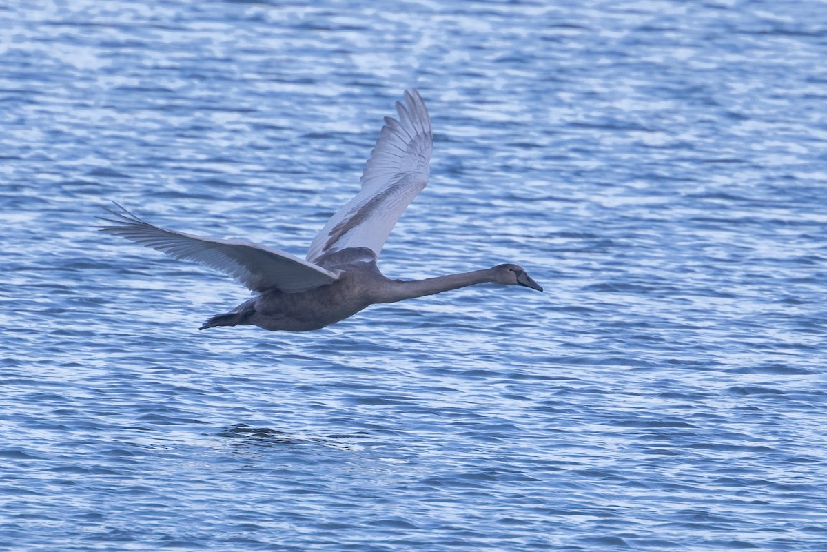 Cisne Vulgar - ML646298938