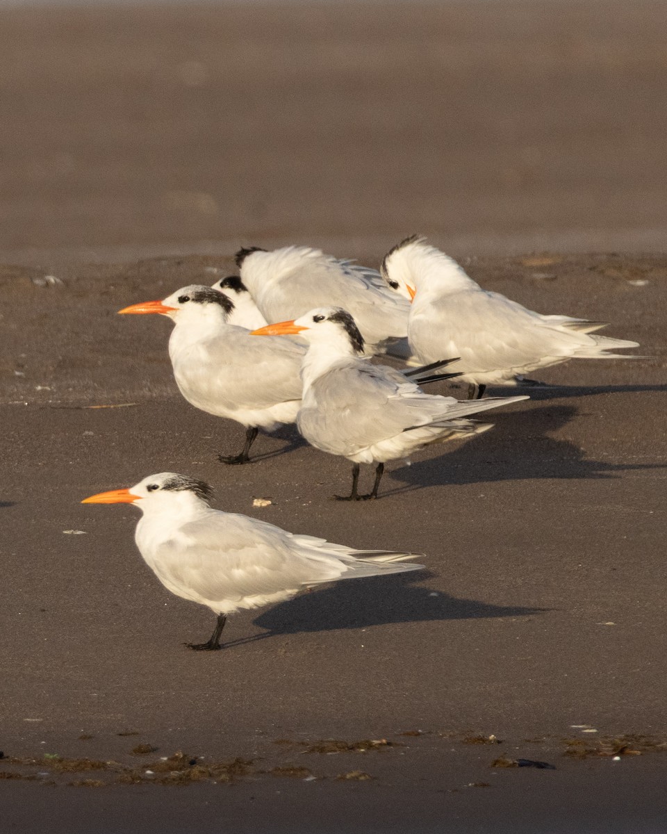 Charrán Real Americano - ML646298942