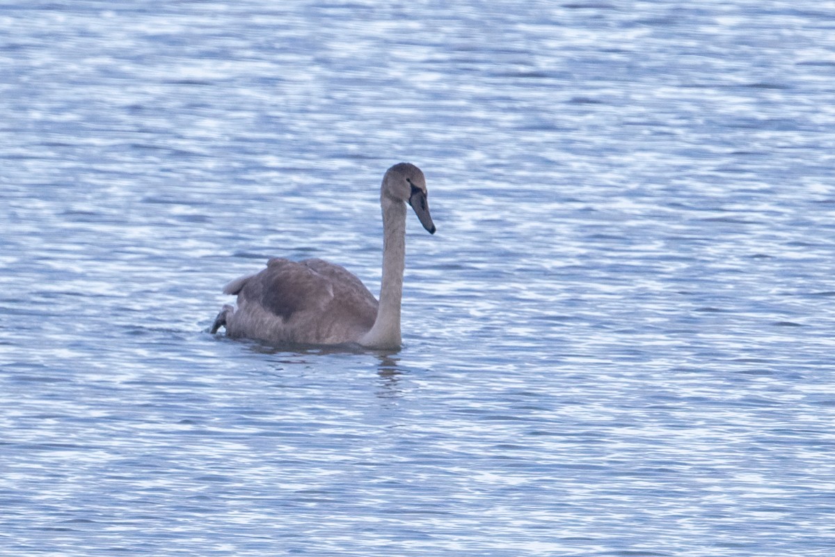 Cisne Vulgar - ML646298943