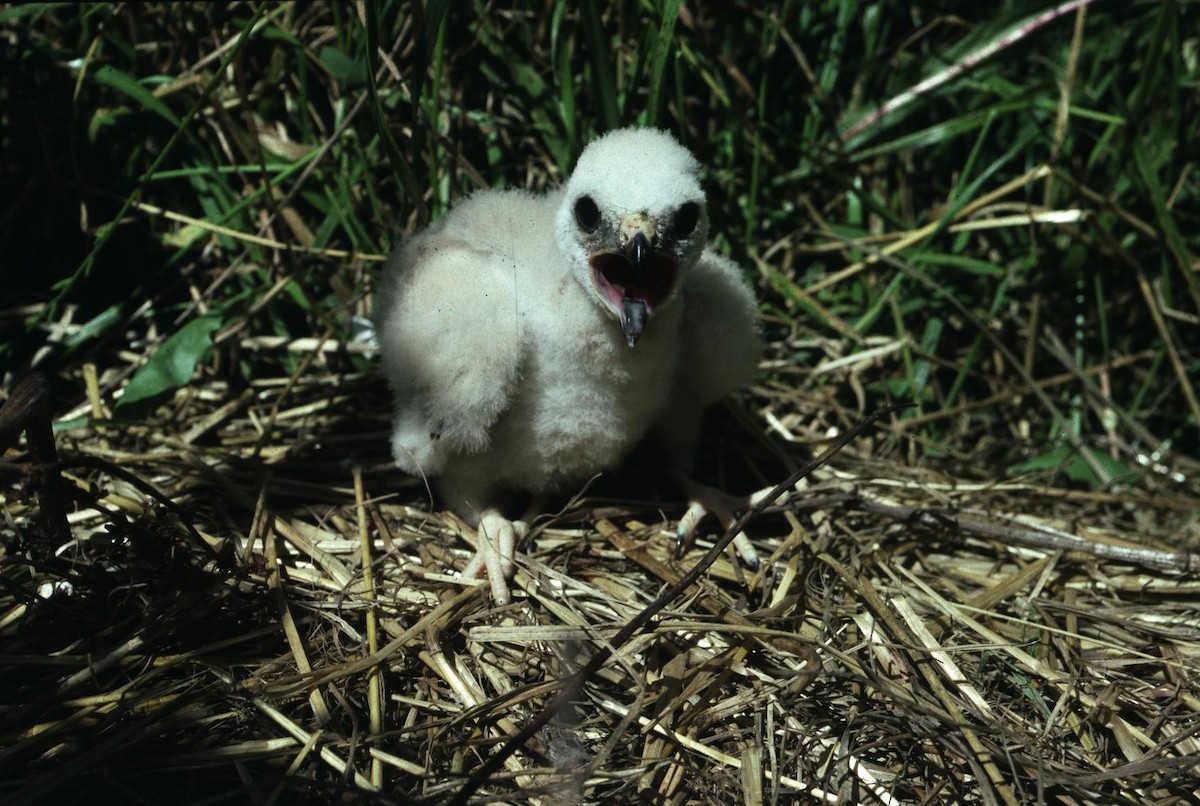 Montagu's Harrier - ML646298945
