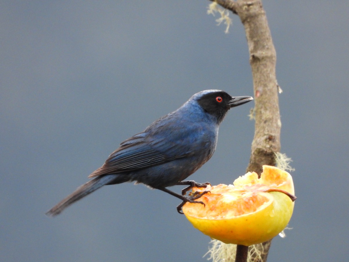 Pinchaflor Enmascarado - ML646298946