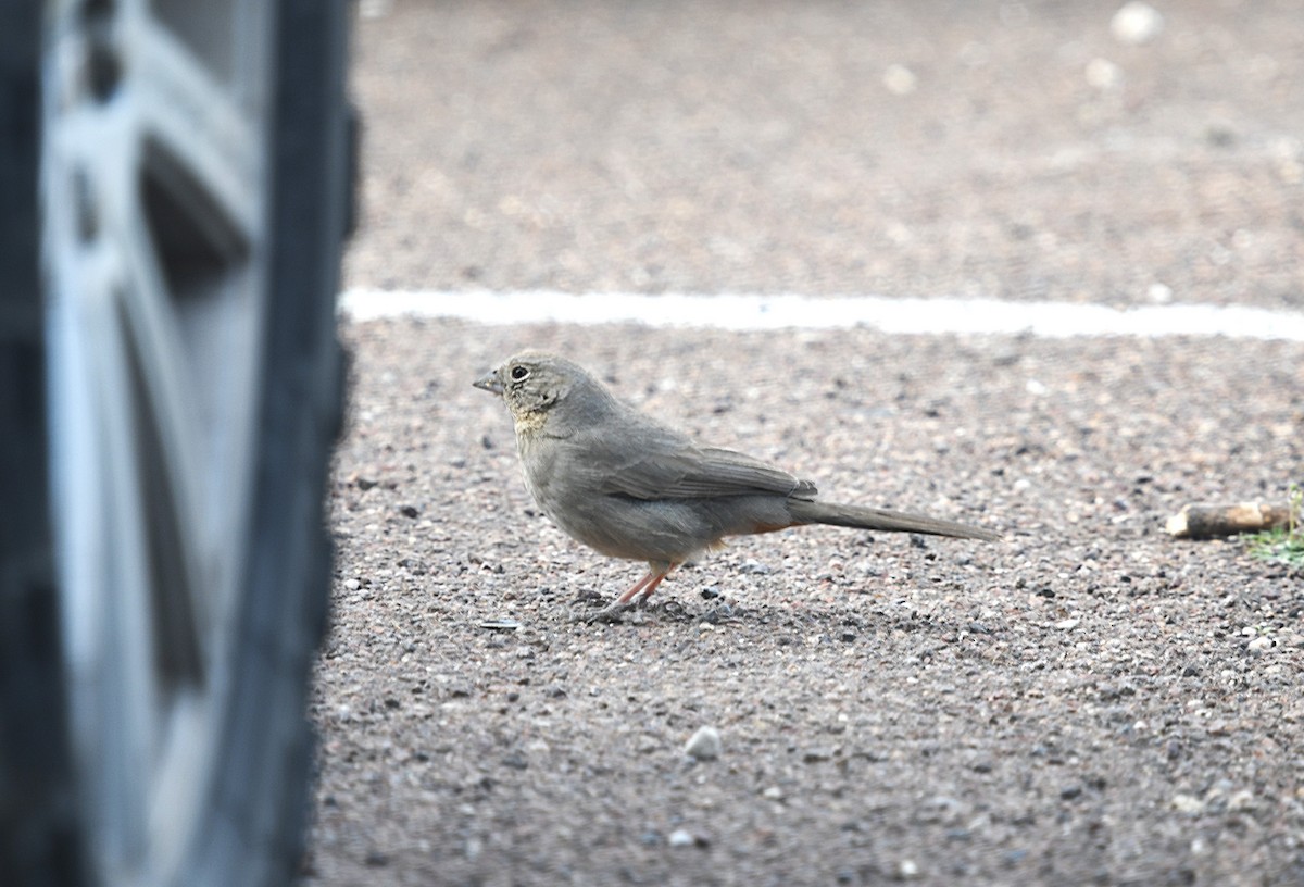 Toquí Pardo - ML646298947