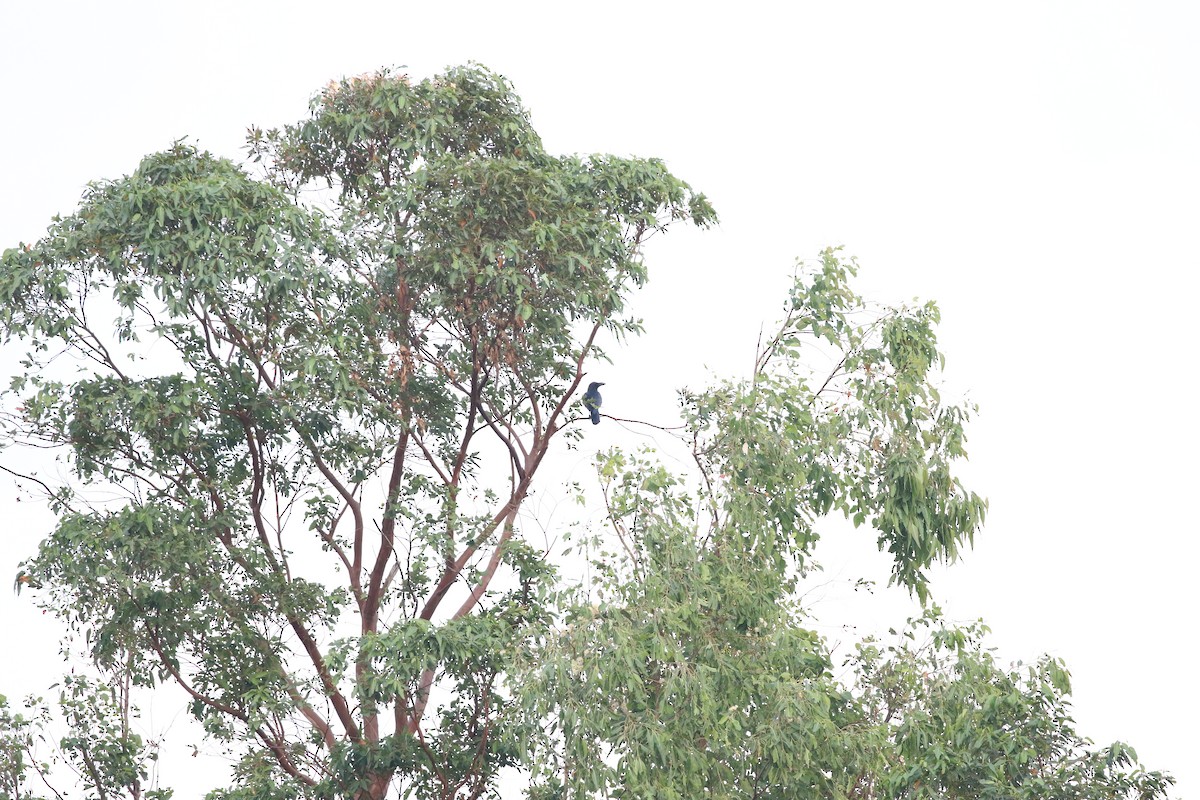 Cuervo Picudo - ML646298949