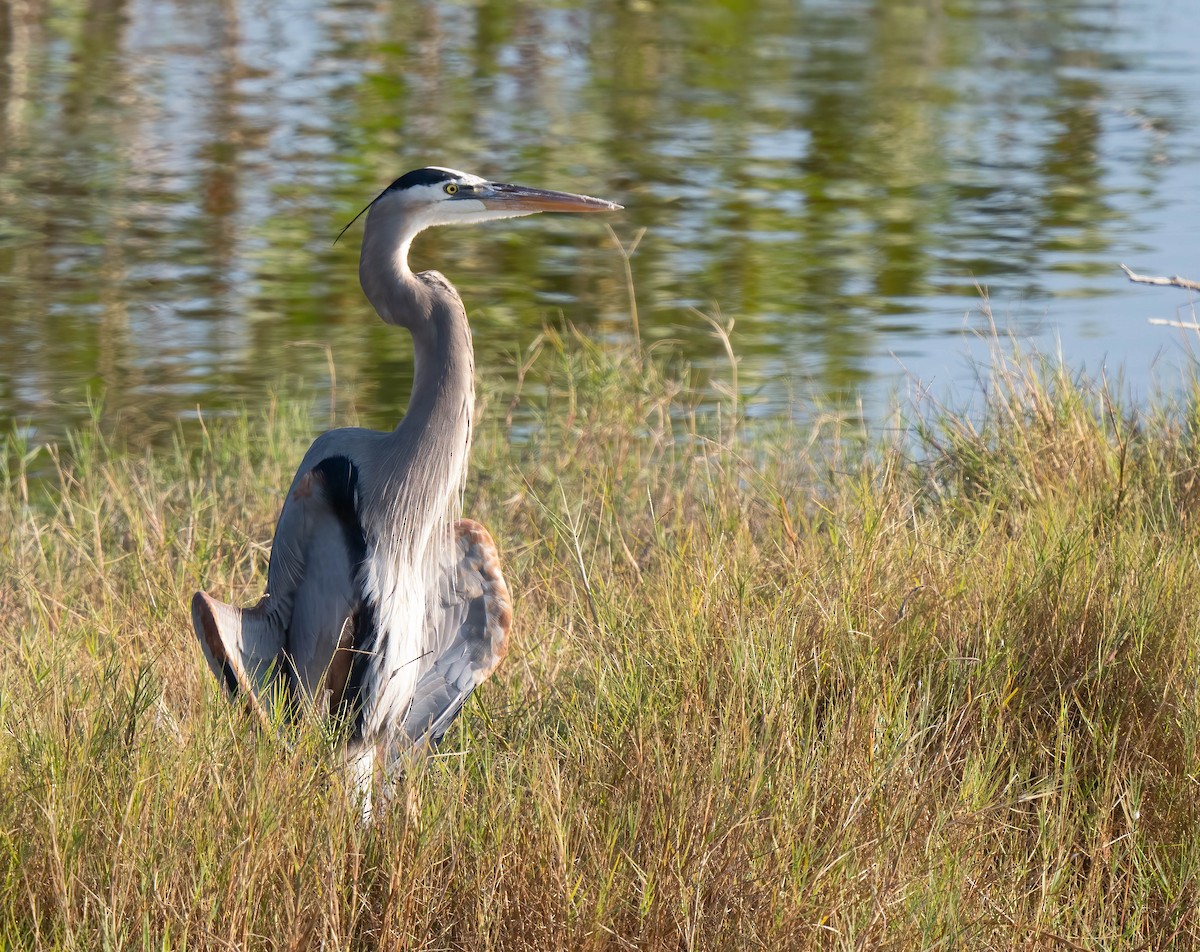 Garza Azulada - ML646298950