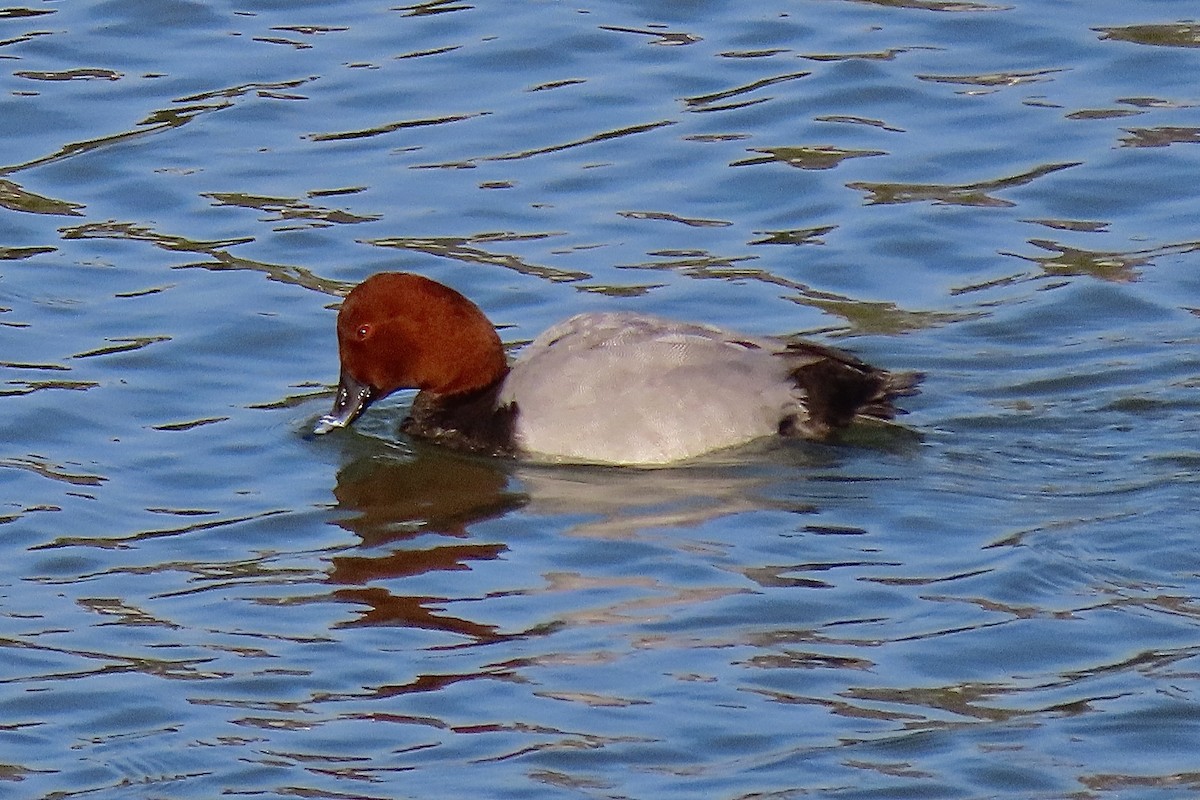 Porrón Europeo - ML646298951