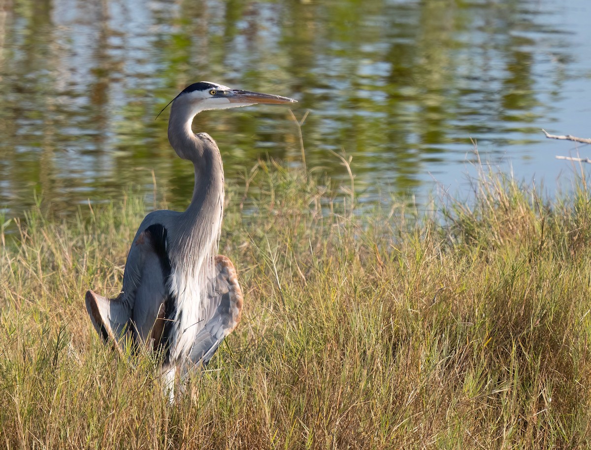 Garza Azulada - ML646298952