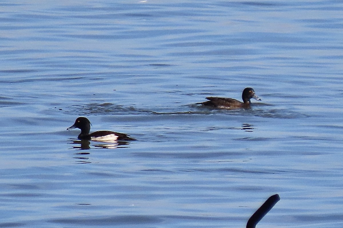 Porrón Moñudo - ML646298955