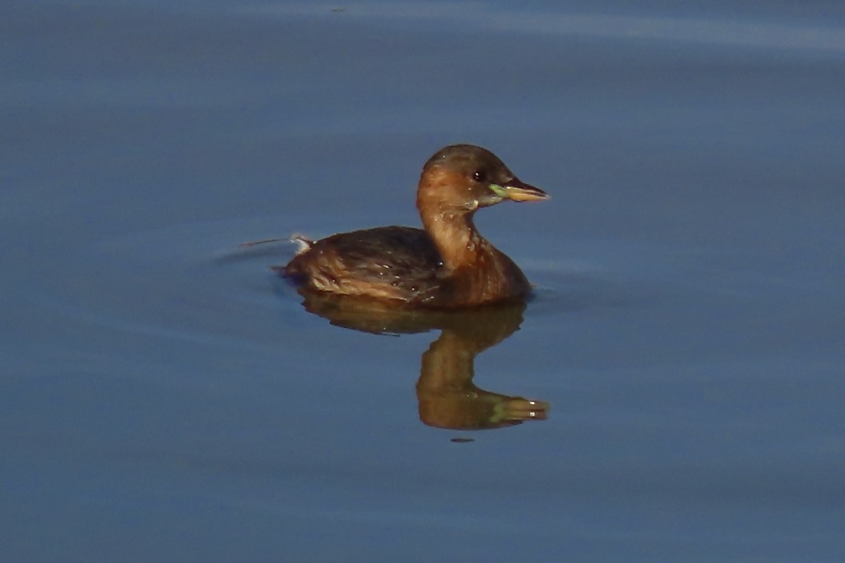 小鸊鷉 - ML646298961