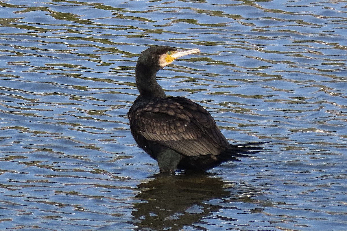 鸕鷀 - ML646298962