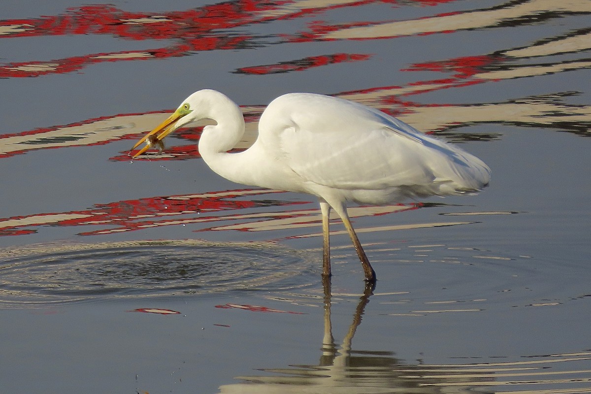 大白鷺 - ML646298967