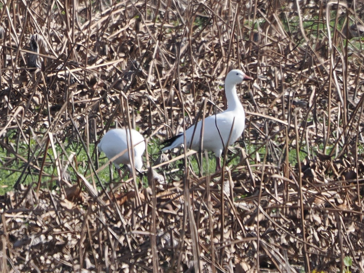 Snow Goose - ML646298968