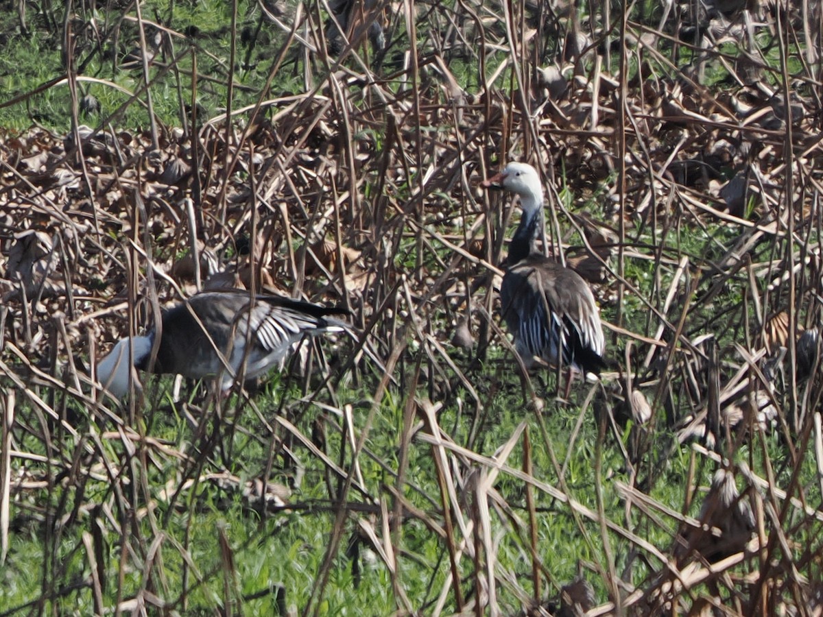 Snow Goose - ML646298969