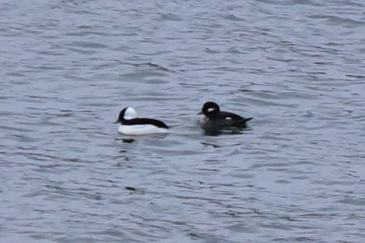 Bufflehead - ML646298971