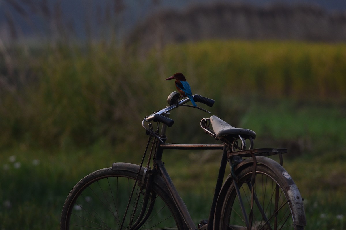 White-throated Kingfisher - ML646298976