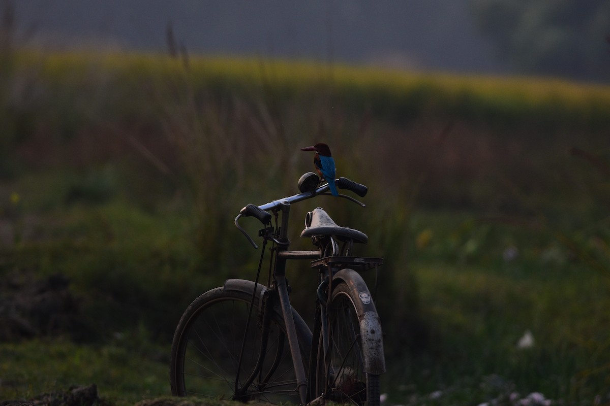 White-throated Kingfisher - ML646298977