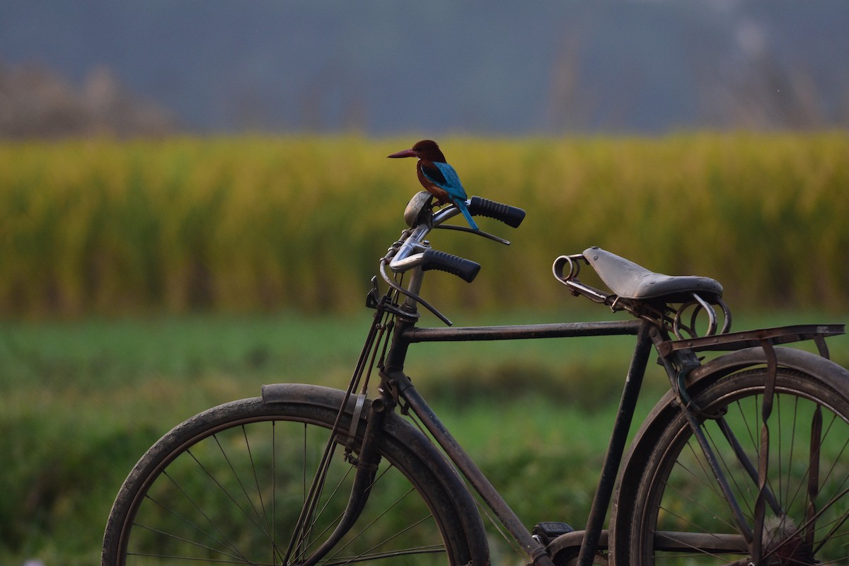 White-throated Kingfisher - ML646298978
