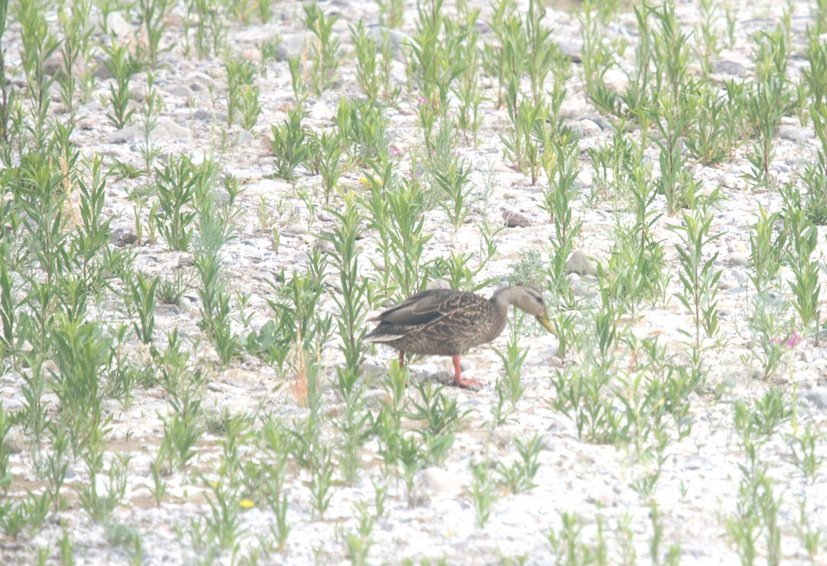 Mexican Duck - ML646298979