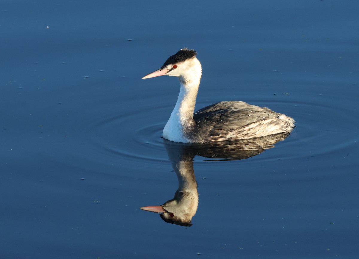 Great Crested Grebe - ML646298982
