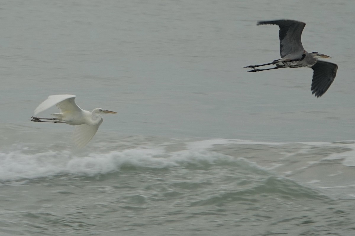 Great Blue Heron - ML646298983
