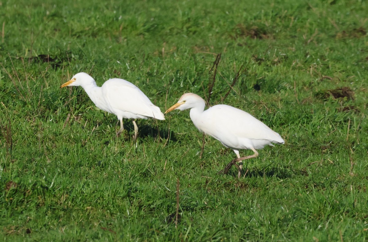 Western Cattle-Egret - ML646298987