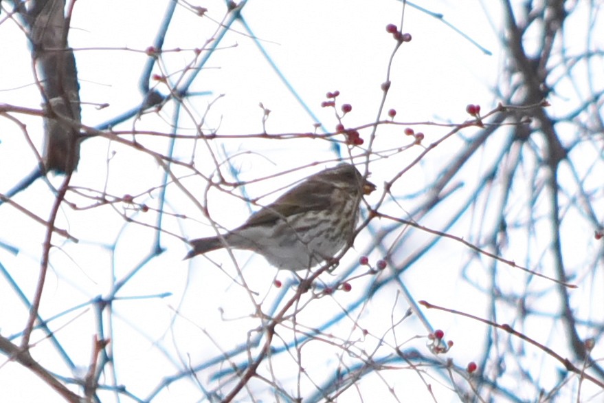 Purple Finch - ML646298988