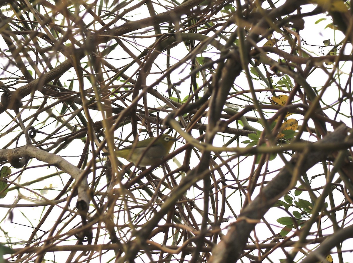 Swinhoe's White-eye - ML646298989