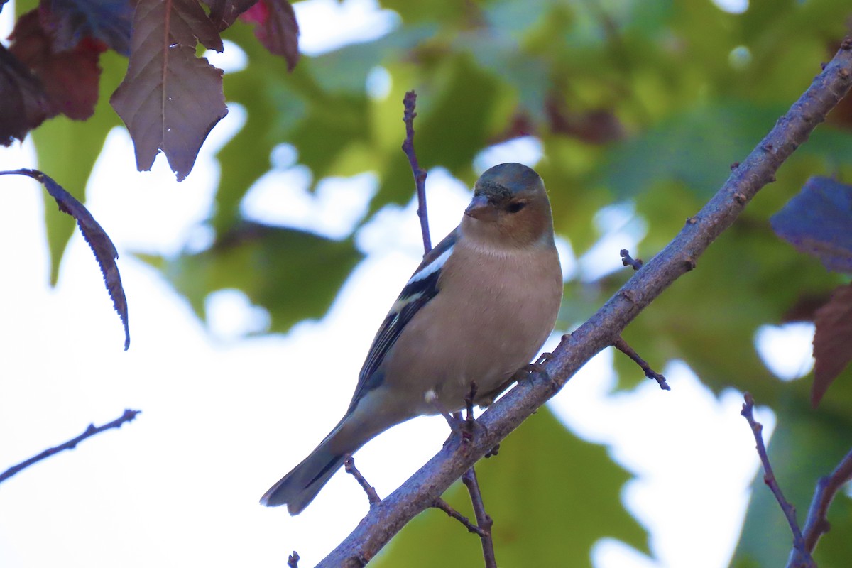 Common Chaffinch - ML646298990