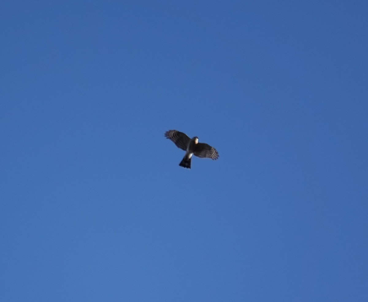 Sharp-shinned Hawk - ML646299003