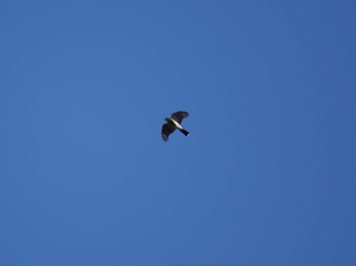 Sharp-shinned Hawk - ML646299004