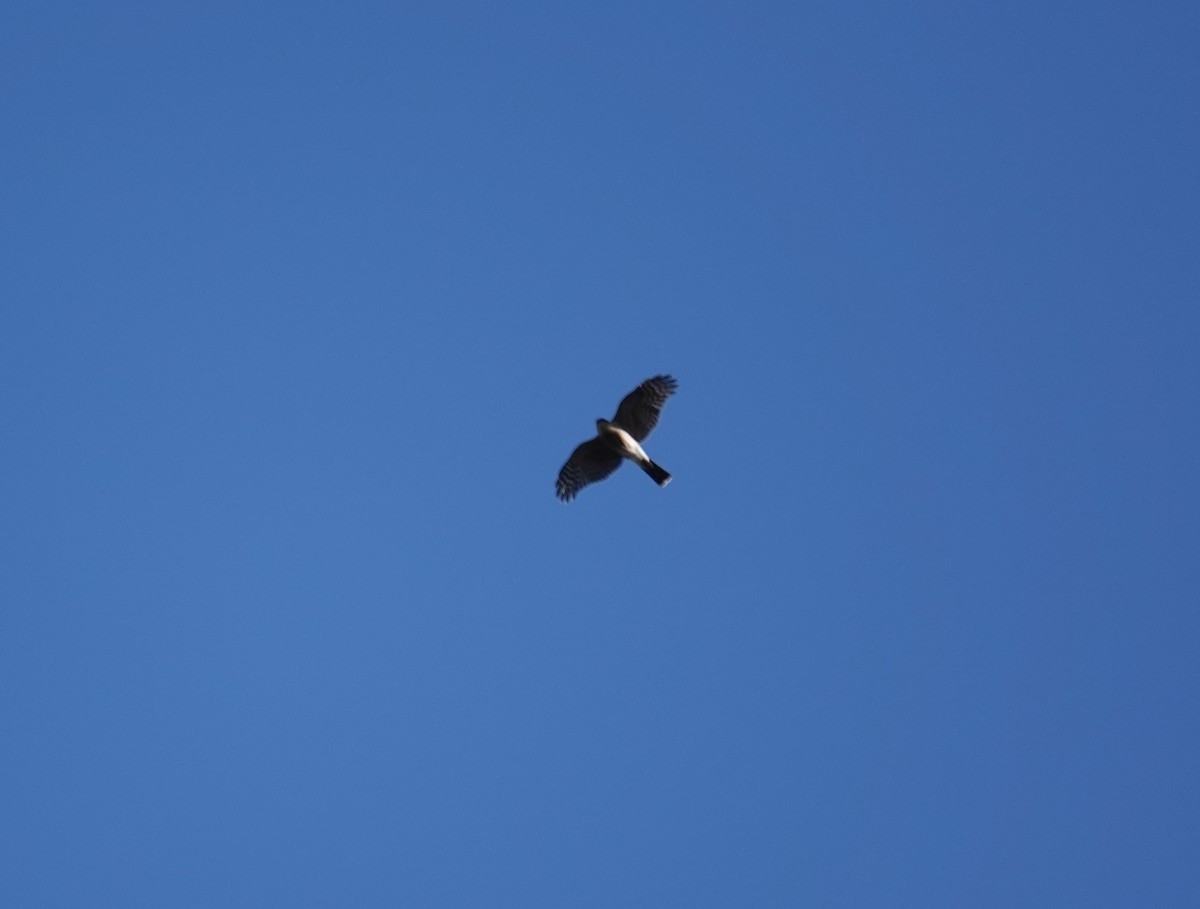 Sharp-shinned Hawk - ML646299005