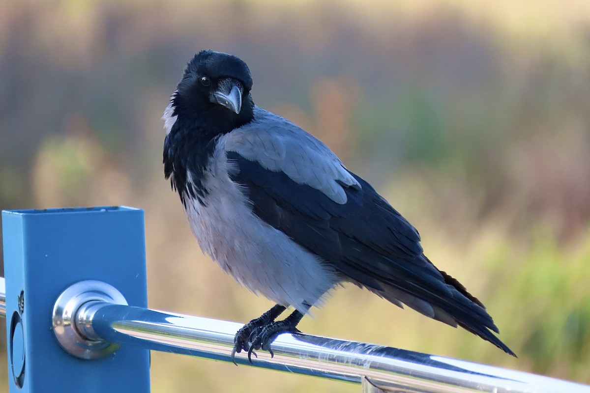 Hooded Crow - ML646299006