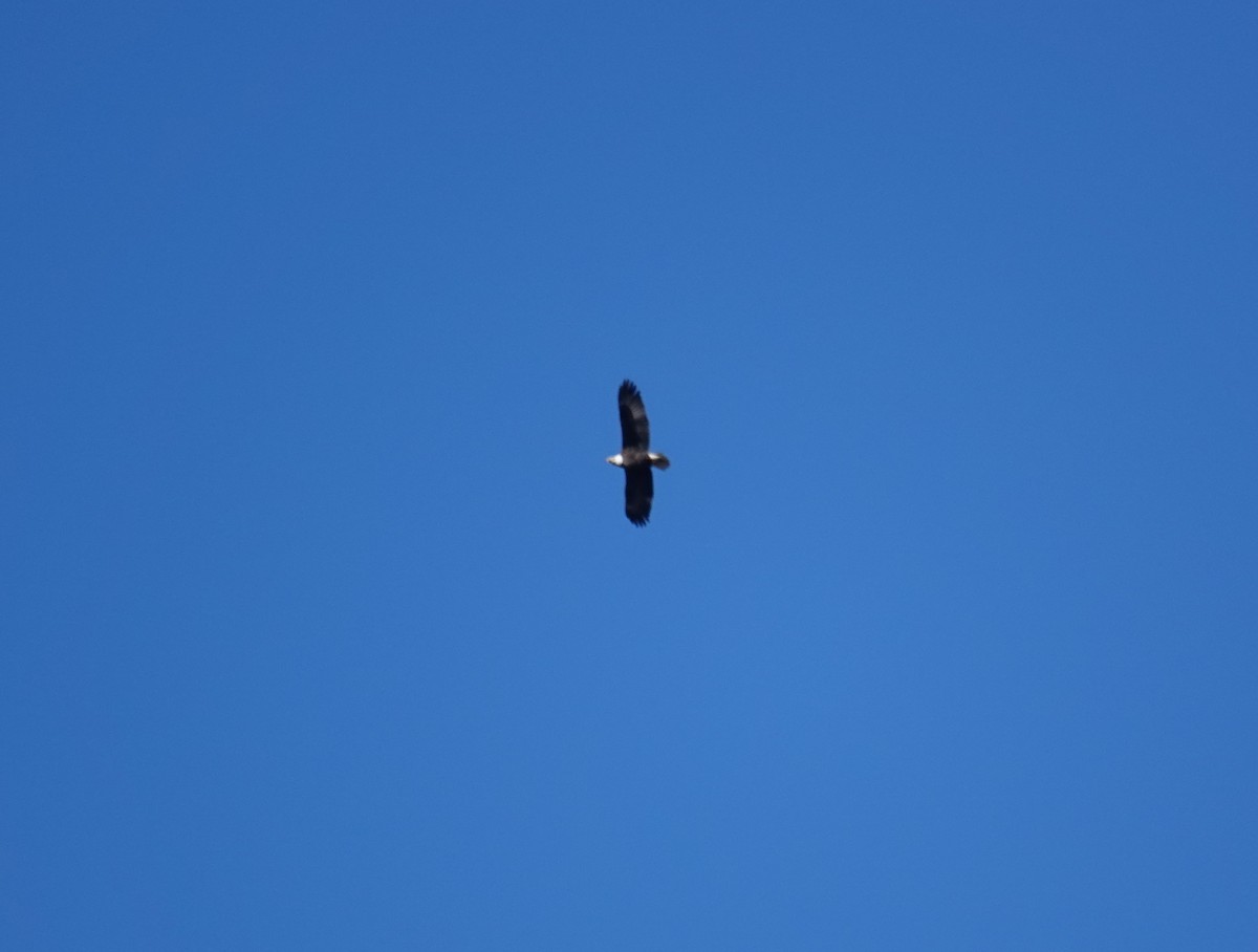 Bald Eagle - ML646299012