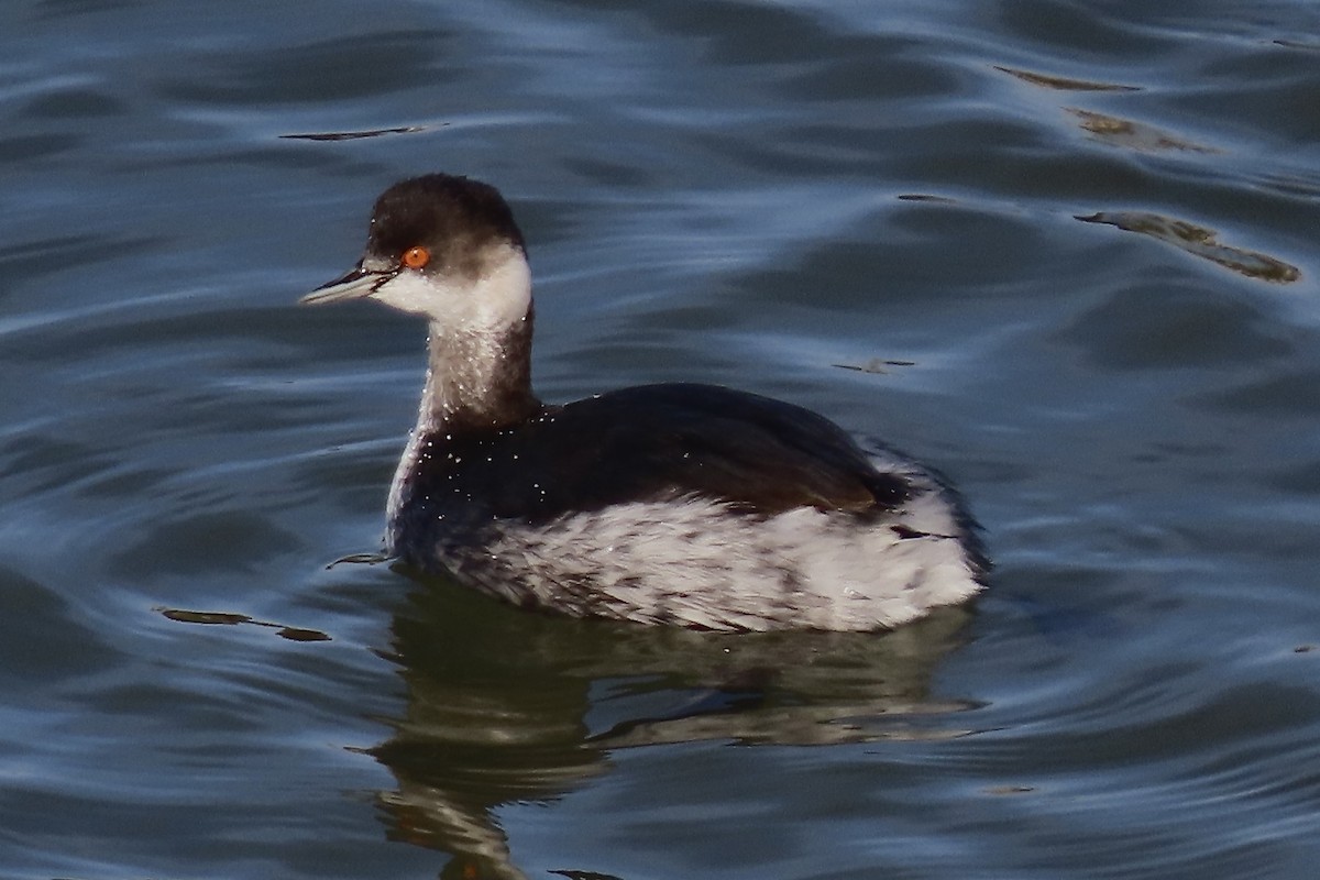 黑頸鸊鷉 - ML646299014