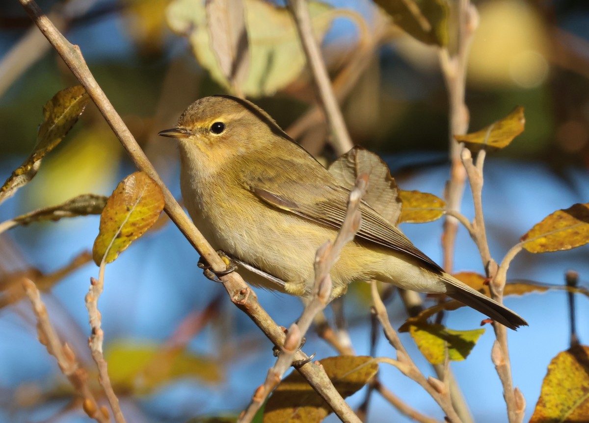 Пеночка-теньковка (группа collybita) - ML646299015