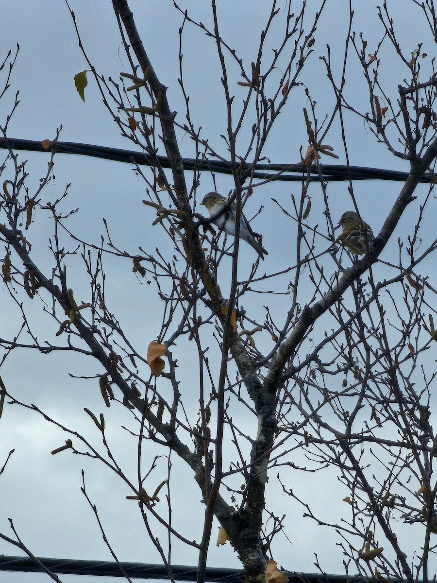 Redpoll - ML646299016