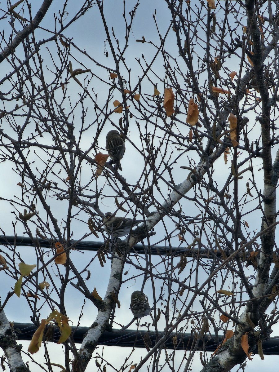 Redpoll - ML646299017