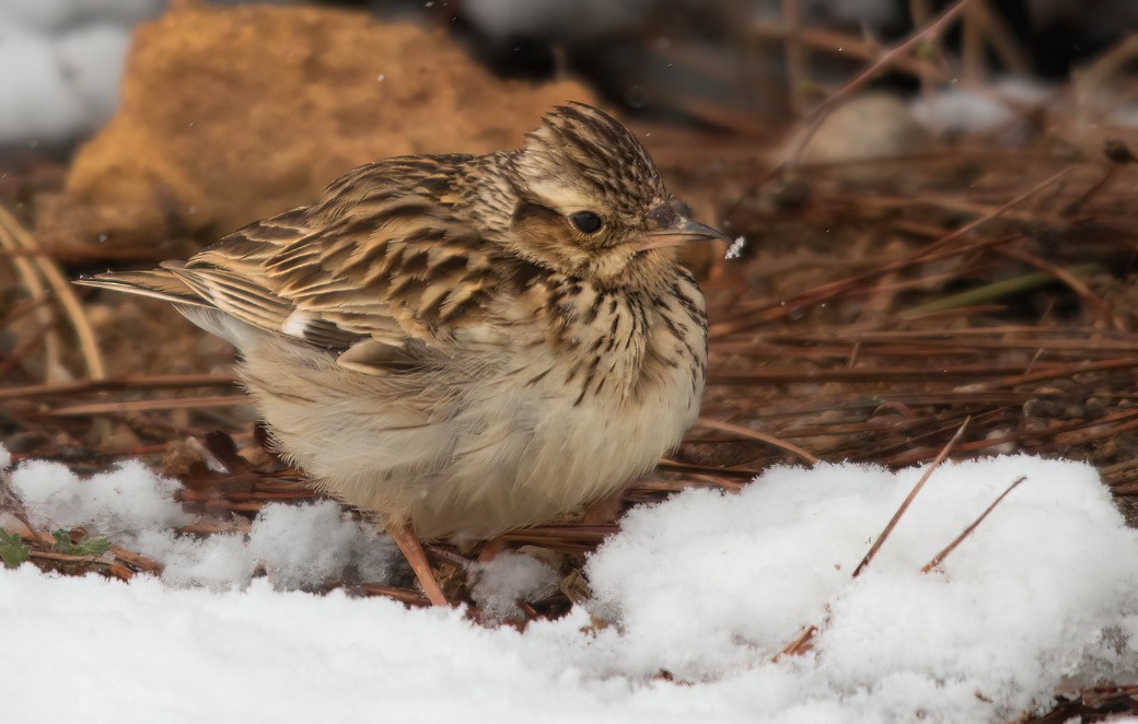 חוגת עצים - ML646299020