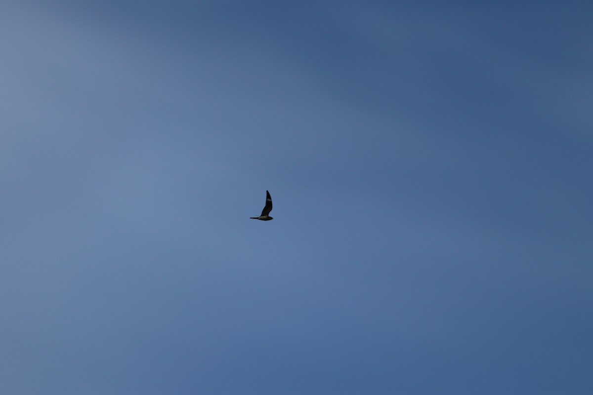 Common Nighthawk - ML646299021