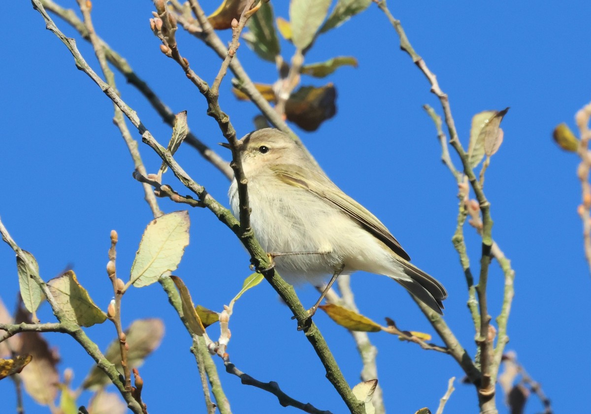 Пеночка-теньковка (tristis) - ML646299022