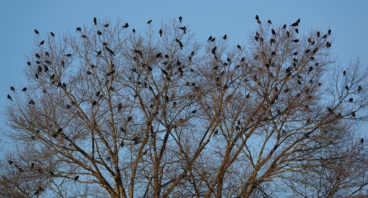 Common Grackle - ML646299023