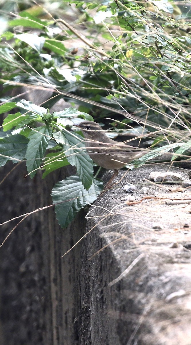 עלווית כהה - ML646299025